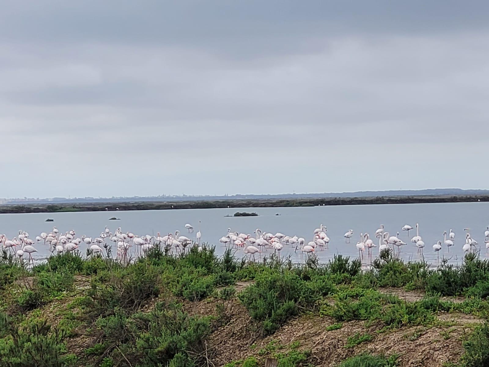 Ruta en 4x4 por Doñana - Imagen 1
