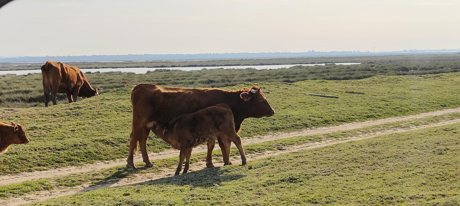 Ruta en 4x4 por Doñana - Imagen 4
