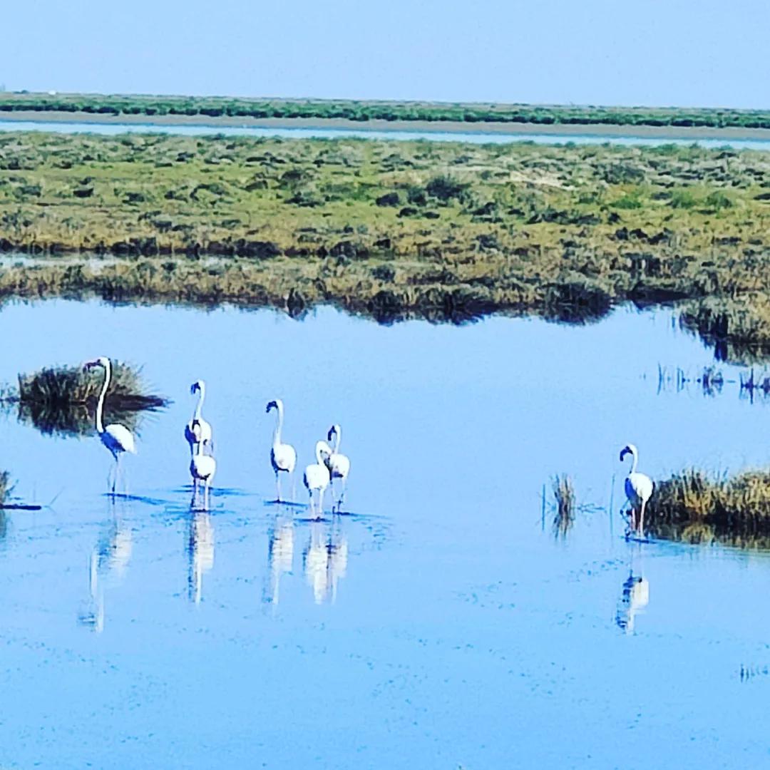 Ruta en 4x4 por Doñana - Imagen 10