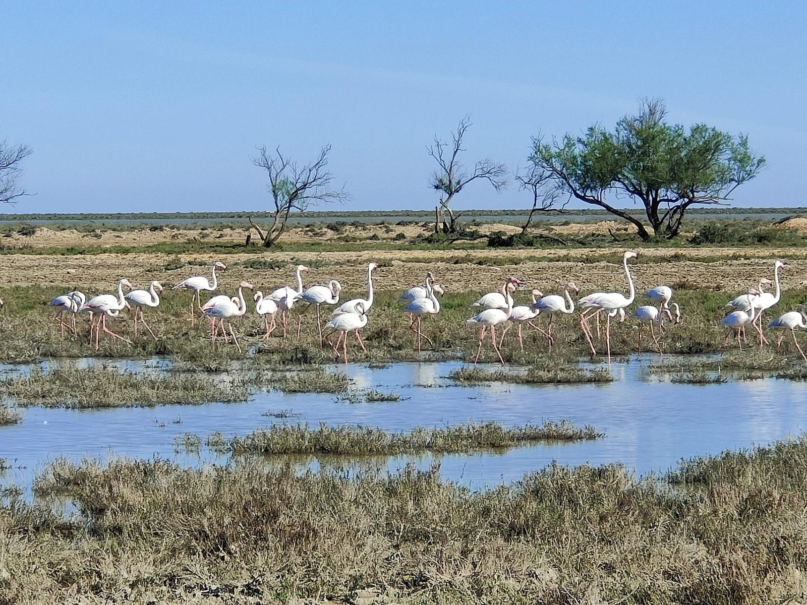 Ruta en 4x4 por Doñana - Imagen 12