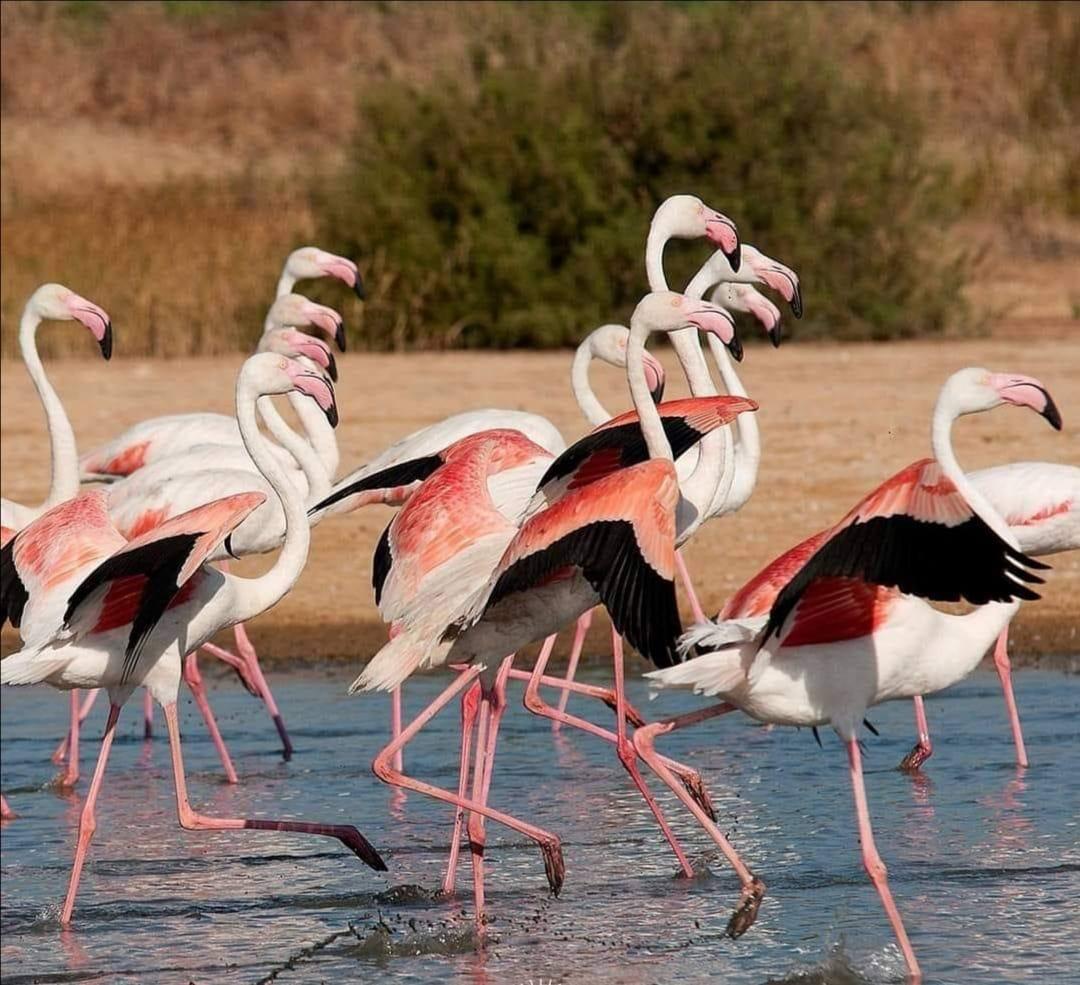 Ruta en 4x4 por Doñana - Imagen 13