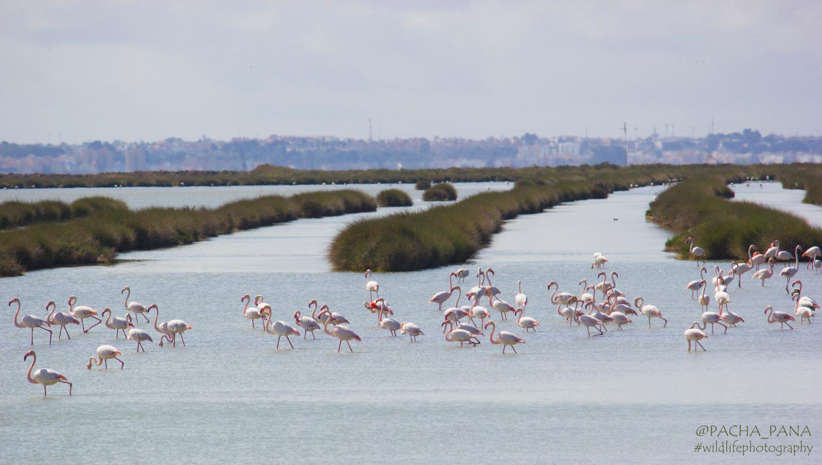 Ruta en 4x4 por Doñana - Imagen 16